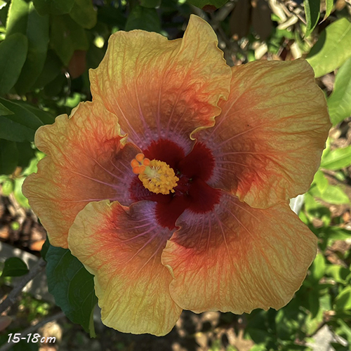 Taiwan Apricot Sorbet
